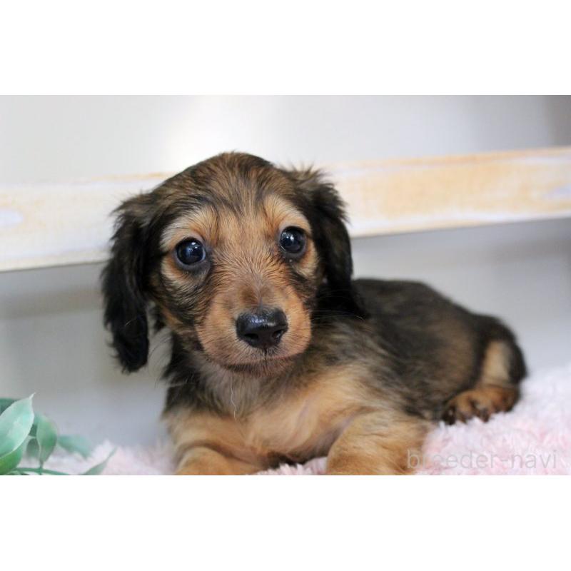 販売中の岡山県のカニンヘンダックスフンド(ロングヘアード)-424556の8枚目