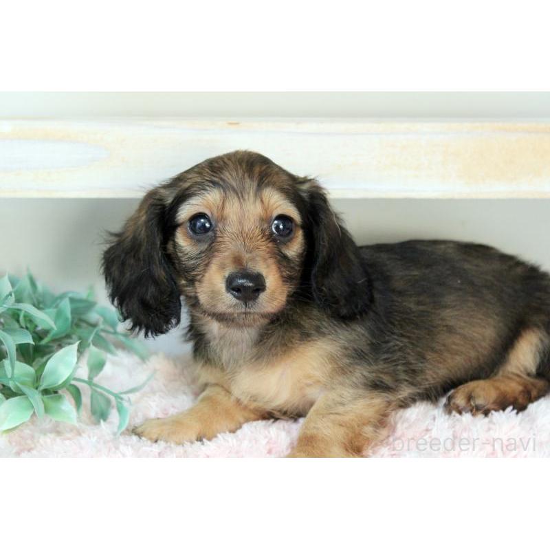 販売中の岡山県のカニンヘンダックスフンド(ロングヘアード)-424556の6枚目