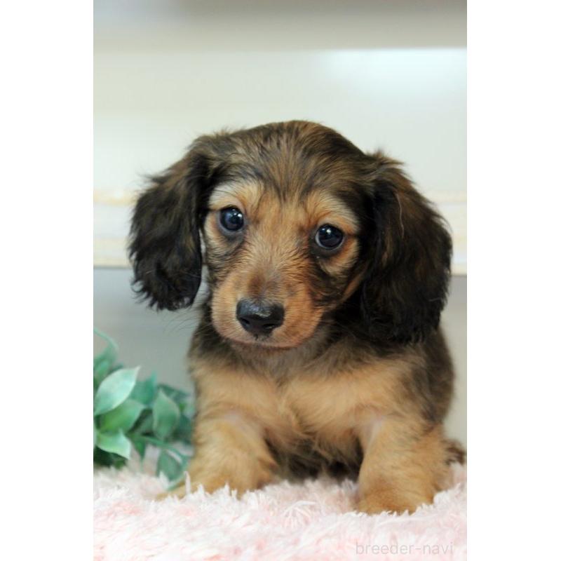 販売中の岡山県のカニンヘンダックスフンド(ロングヘアード)-424556の5枚目