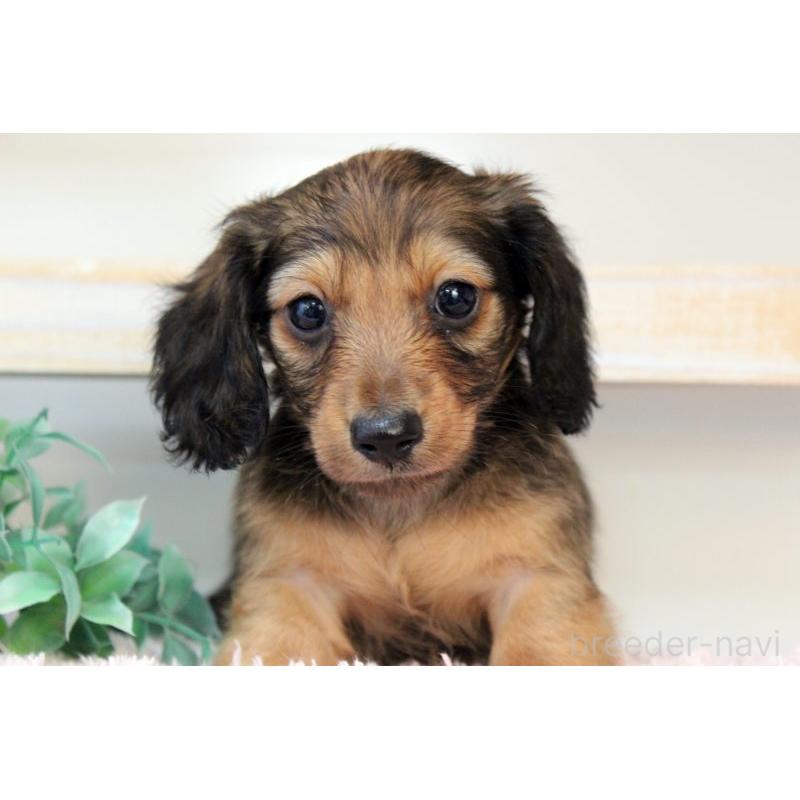 販売中の岡山県のカニンヘンダックスフンド(ロングヘアード)-424556の3枚目