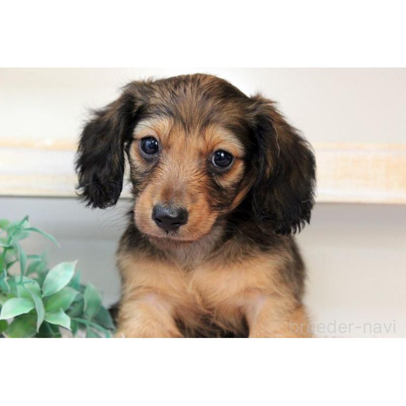 販売中の岡山県のカニンヘンダックスフンド(ロングヘアード)-424556の4枚目