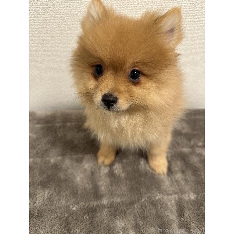 販売中の滋賀県のポメラニアン-417431の3枚目