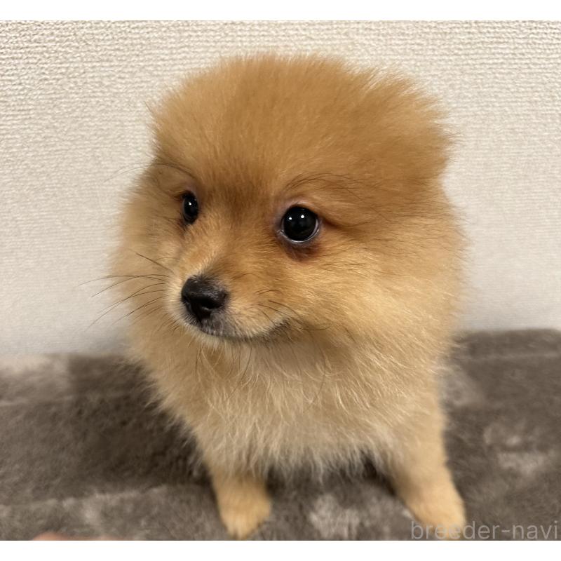 販売中の滋賀県のポメラニアン-417431の2枚目