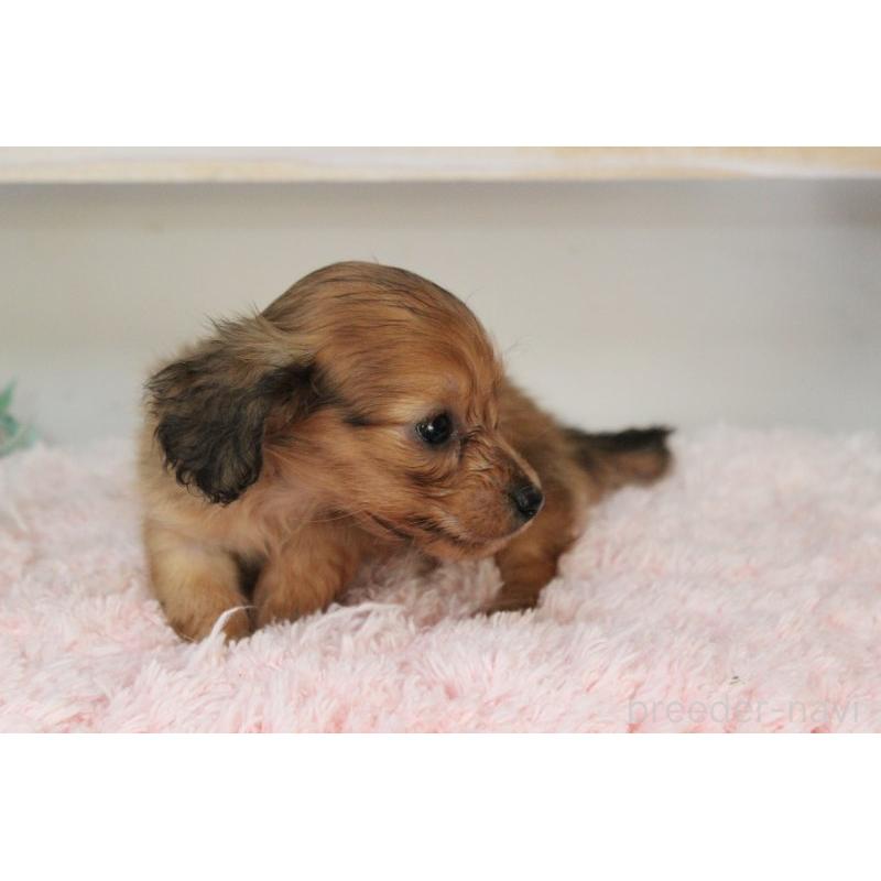 販売中の岡山県のカニンヘンダックスフンド(ロングヘアード)-424557の9枚目