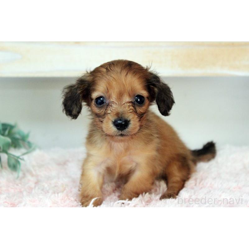 販売中の岡山県のカニンヘンダックスフンド(ロングヘアード)-424557の8枚目