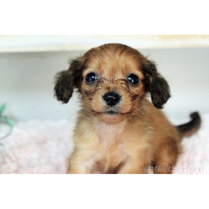 販売中の岡山県のカニンヘンダックスフンド(ロングヘアード)-424557の7枚目