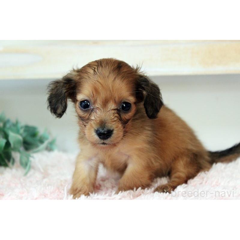 販売中の岡山県のカニンヘンダックスフンド(ロングヘアード)-424557の6枚目