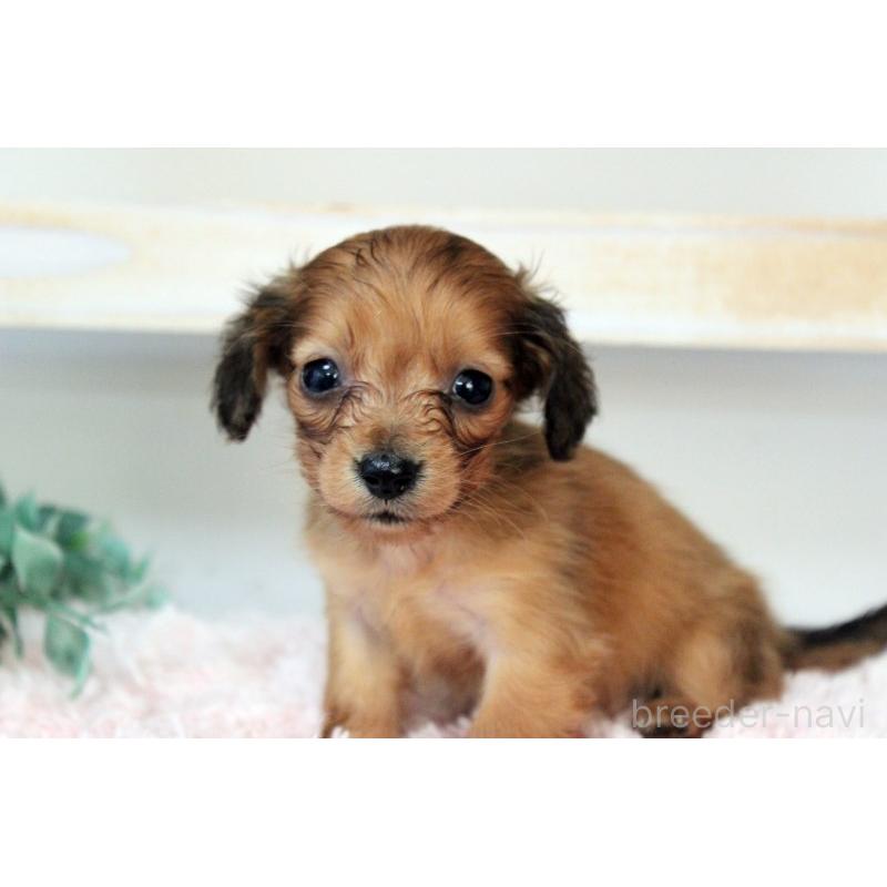 販売中の岡山県のカニンヘンダックスフンド(ロングヘアード)-424557の5枚目