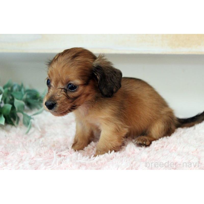 販売中の岡山県のカニンヘンダックスフンド(ロングヘアード)-424557の4枚目