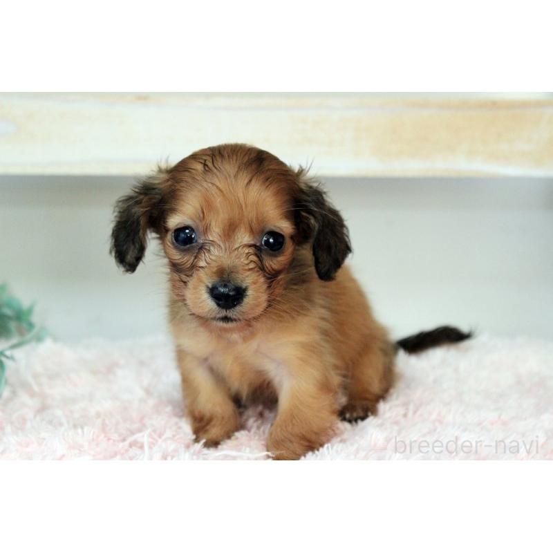 販売中の岡山県のカニンヘンダックスフンド(ロングヘアード)-424557の3枚目