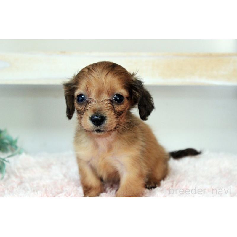 販売中の岡山県のカニンヘンダックスフンド(ロングヘアード)-424557の2枚目