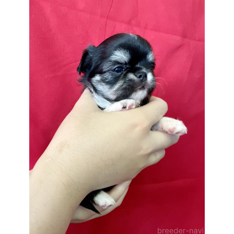 販売中の静岡県のチワワ(ロングコート)-423793の3枚目