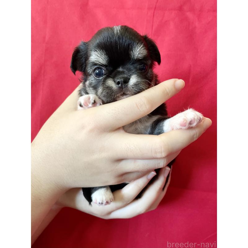 販売中の静岡県のチワワ(ロングコート)-423793の2枚目