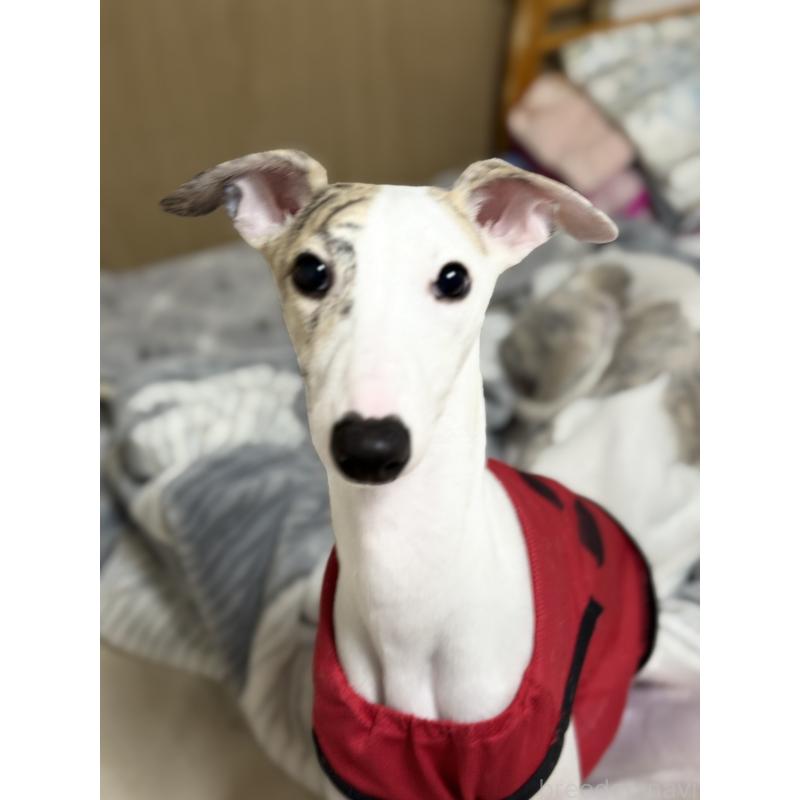 販売中の兵庫県のウィペット-399642の3枚目