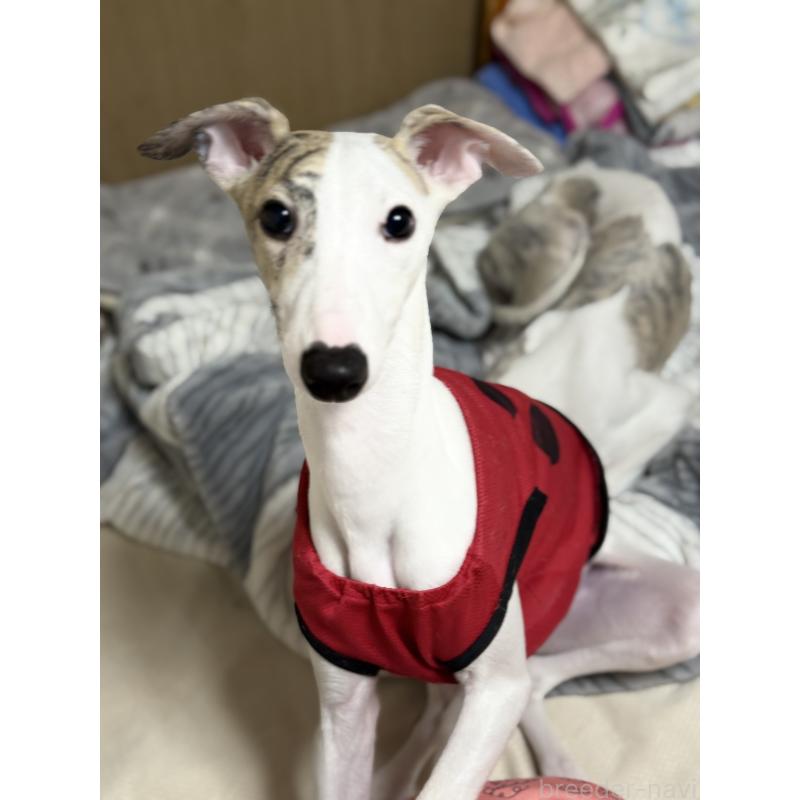 販売中の兵庫県のウィペット-399642の2枚目