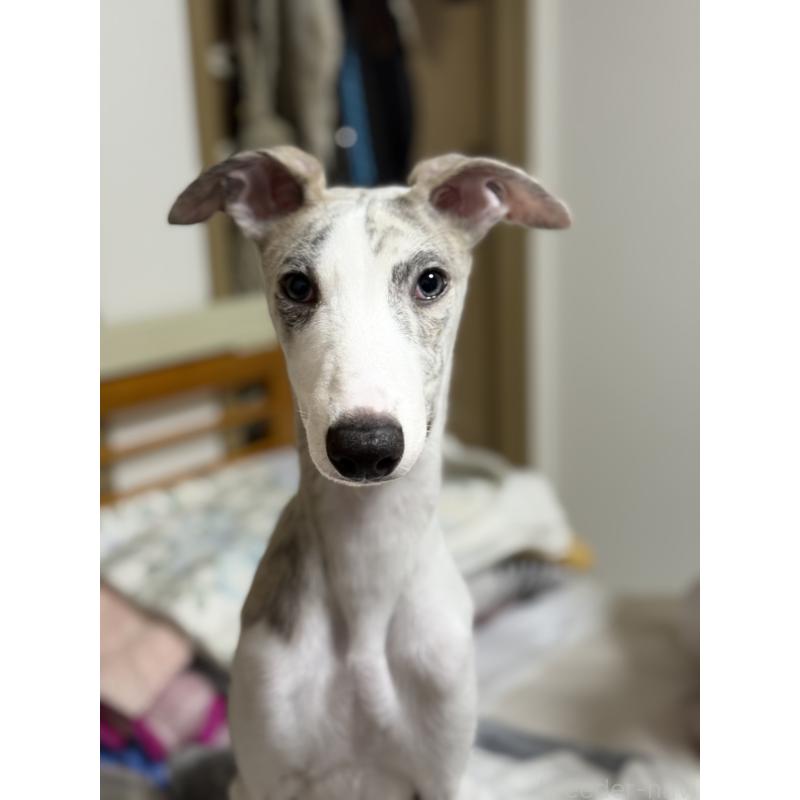 販売中の兵庫県のウィペット-399641