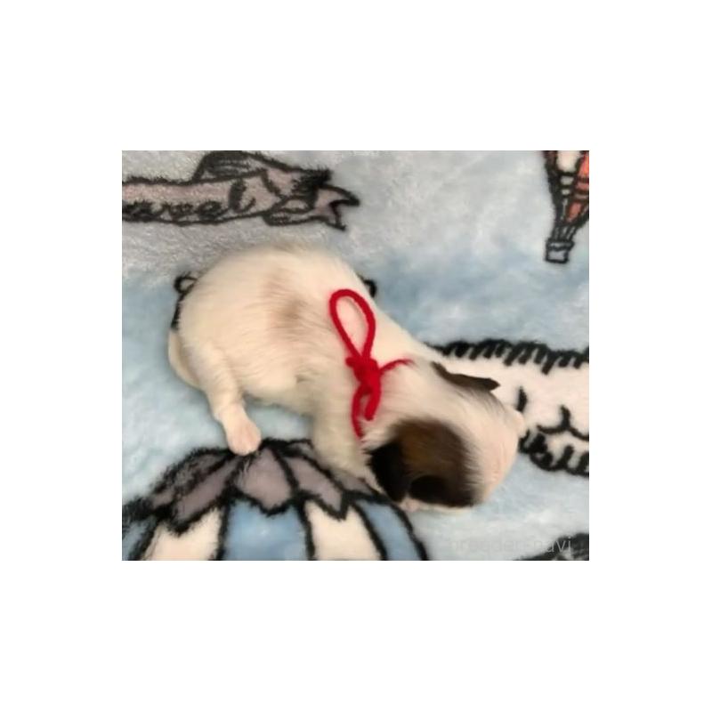 販売中の茨城県のシーズー-424573の3枚目