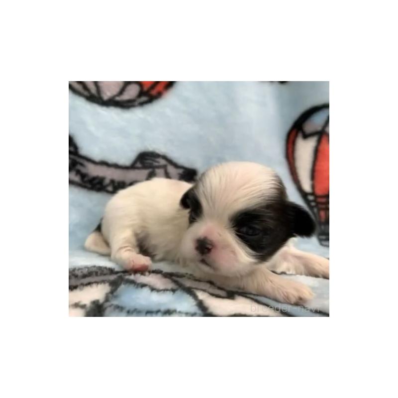 販売中の茨城県のシーズー-424573の2枚目