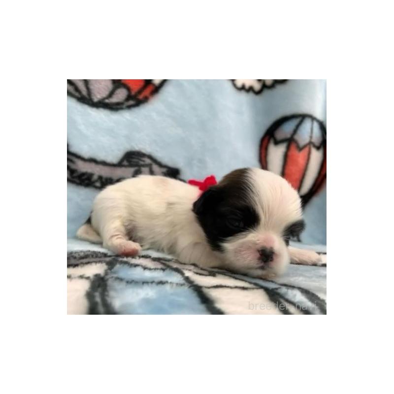 販売中の茨城県のシーズー-424573の1枚目