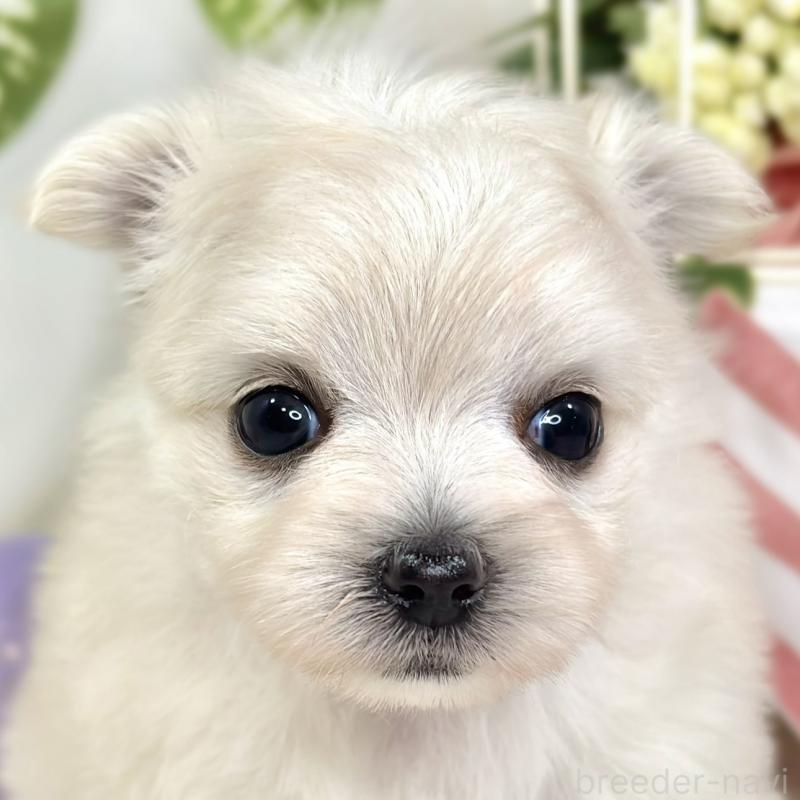 販売中の滋賀県のチワマル:チワワ×マルチーズ-424574の1枚目