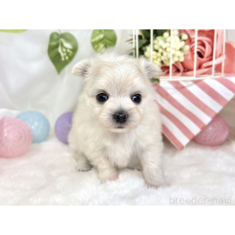 販売中の滋賀県のチワマル:チワワ×マルチーズ-424574の4枚目