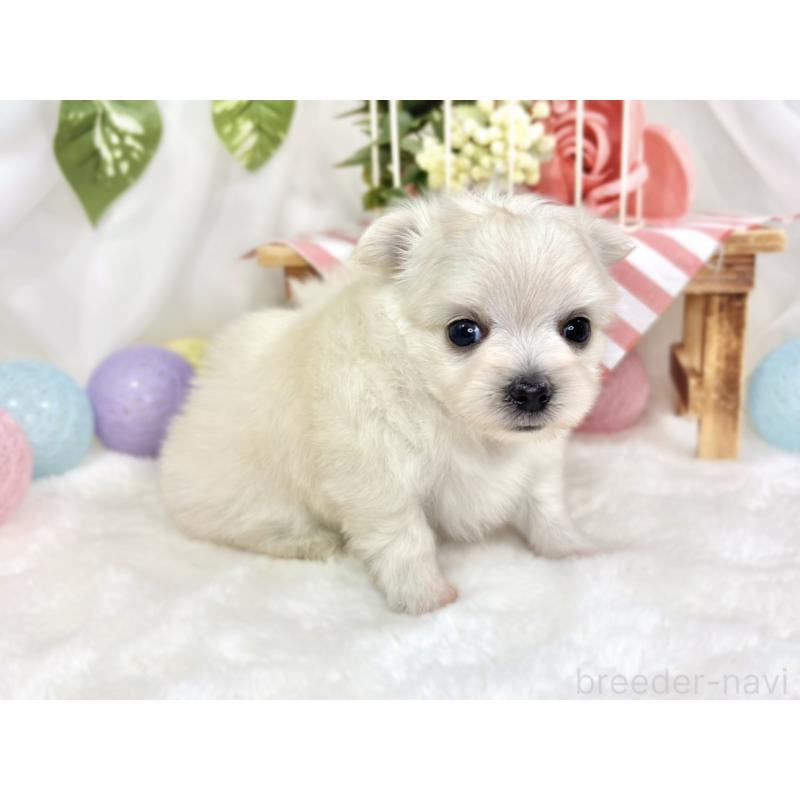 販売中の滋賀県のチワマル:チワワ×マルチーズ-424574の3枚目