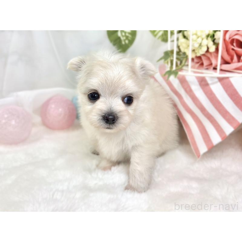 販売中の滋賀県のチワマル:チワワ×マルチーズ-424574の2枚目