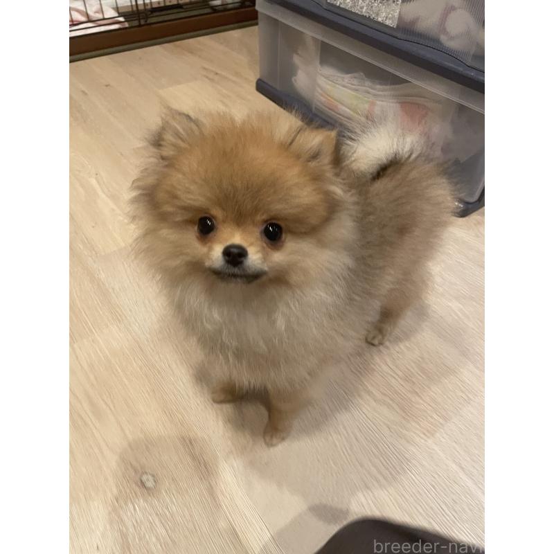 販売中の宮城県のポメラニアン-421855の6枚目