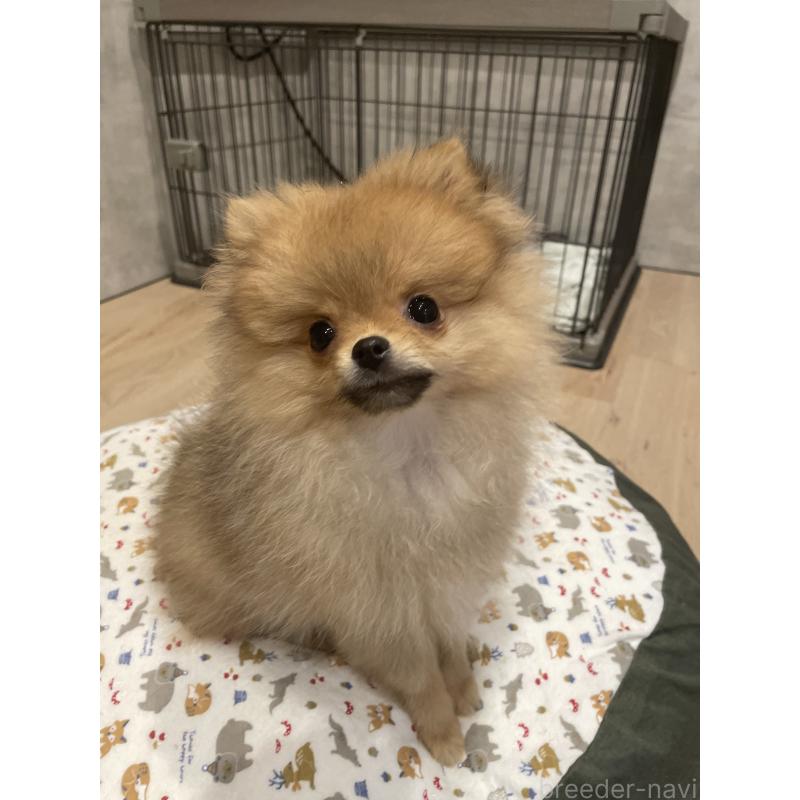 販売中の宮城県のポメラニアン-421855の5枚目