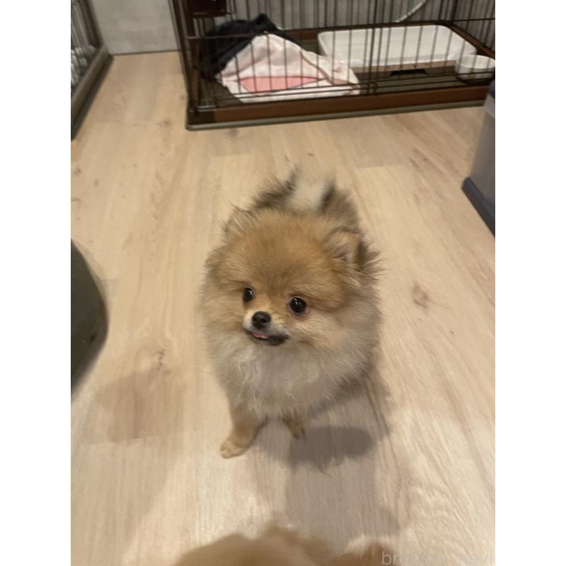 販売中の宮城県のポメラニアン-421855の4枚目