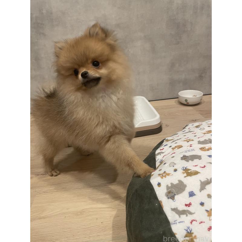 販売中の宮城県のポメラニアン-421855の3枚目