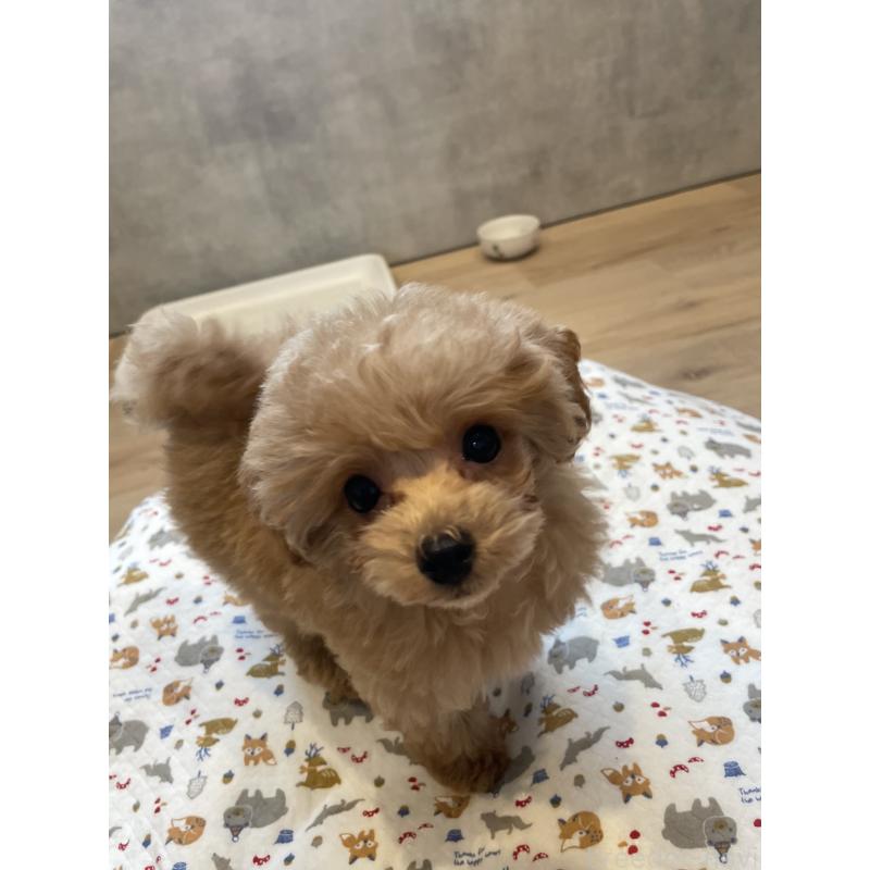 成約済の宮城県のタイニープードル-421893の8枚目