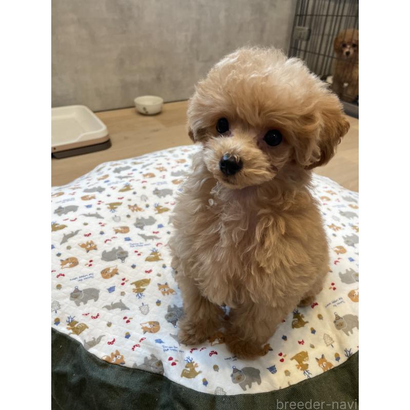 成約済の宮城県のタイニープードル-421893の6枚目