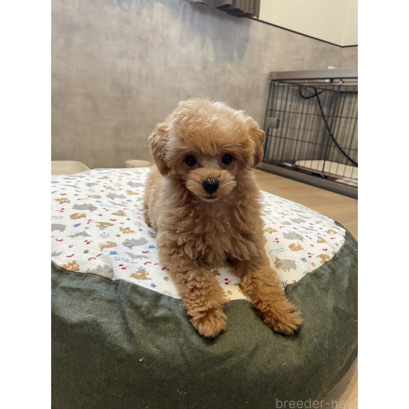 成約済の宮城県のタイニープードル-421893の5枚目