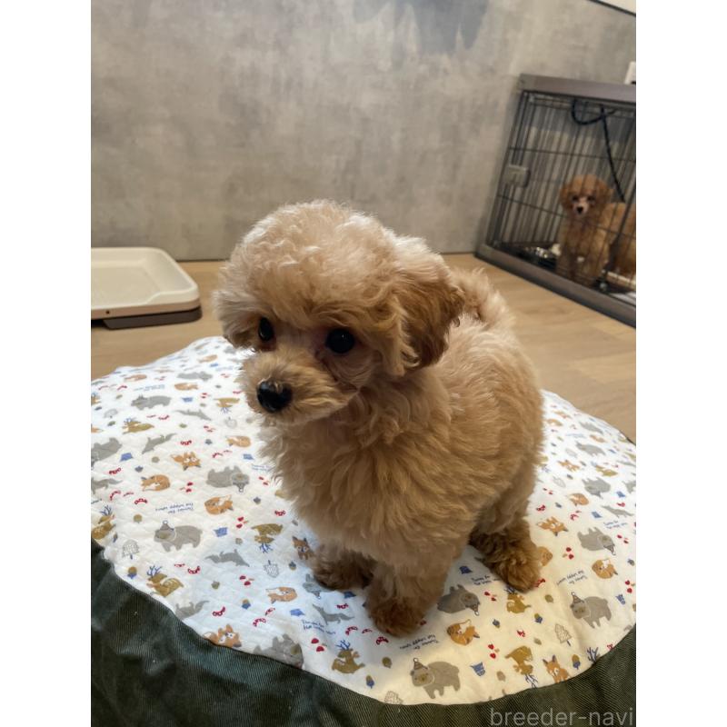 成約済の宮城県のタイニープードル-421893の4枚目