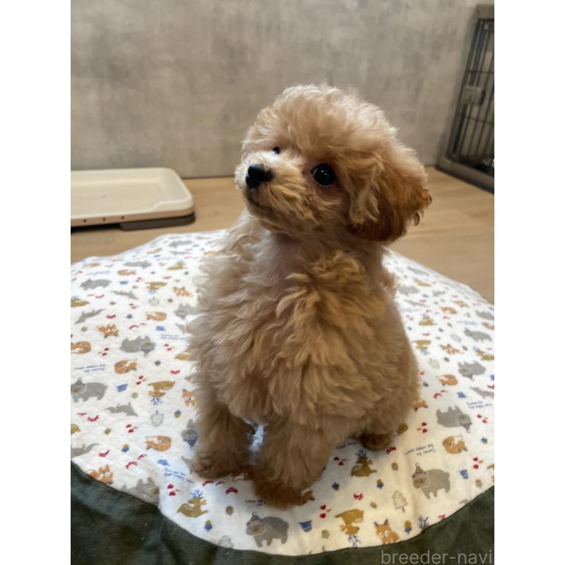 成約済の宮城県のタイニープードル-421893の3枚目