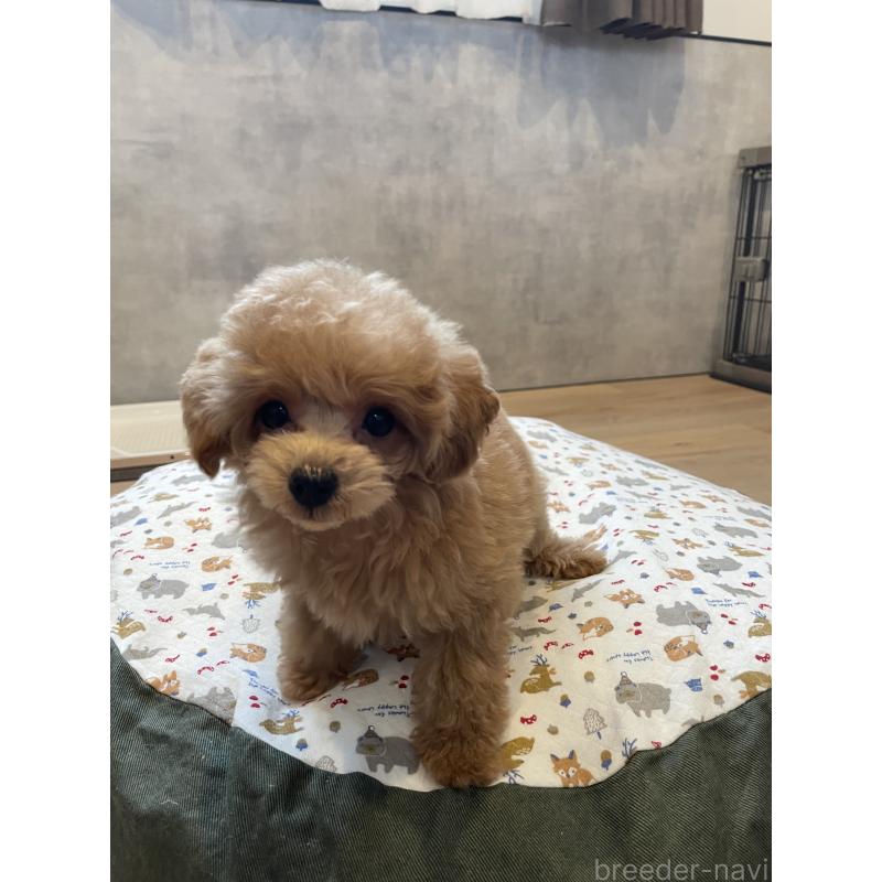 成約済の宮城県のタイニープードル-421893の2枚目