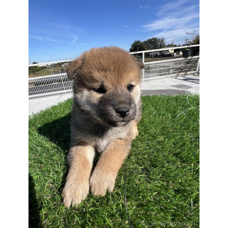 販売中の埼玉県の柴犬-424576の4枚目