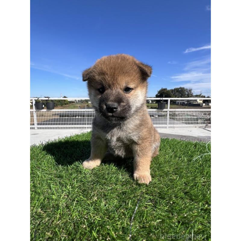 販売中の埼玉県の柴犬-424576の3枚目