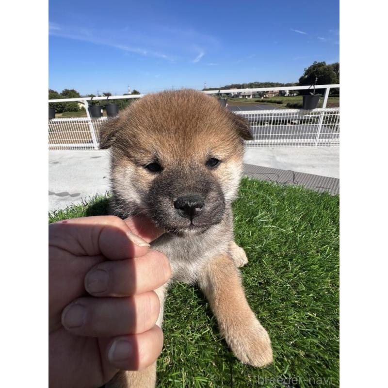 販売中の埼玉県の柴犬-424576の2枚目