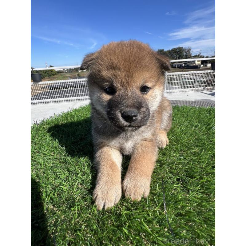 販売中のの柴犬-424576