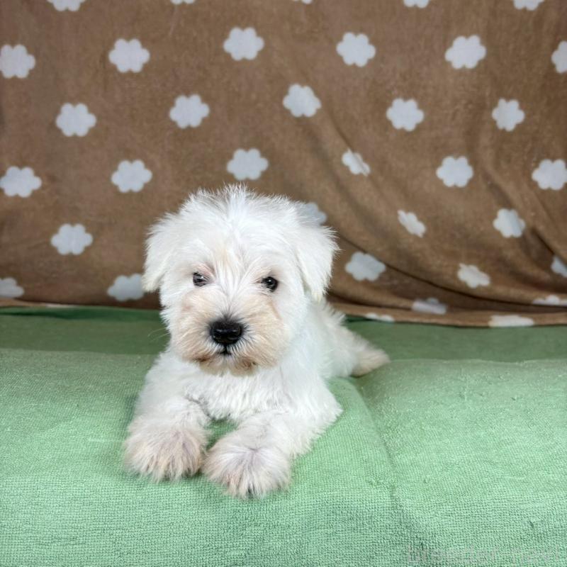 販売中の大阪府のミニチュアシュナウザー-424604の4枚目