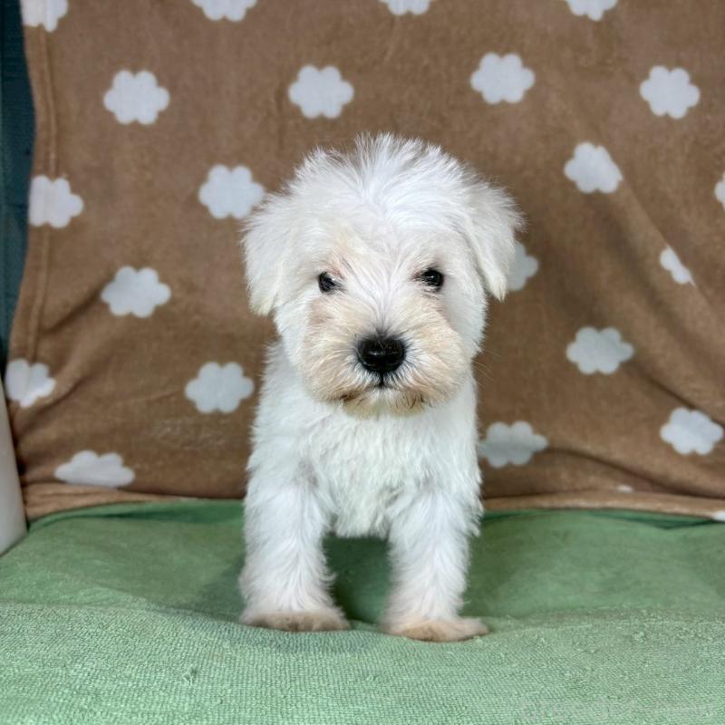 販売中の大阪府のミニチュアシュナウザー-424604の3枚目