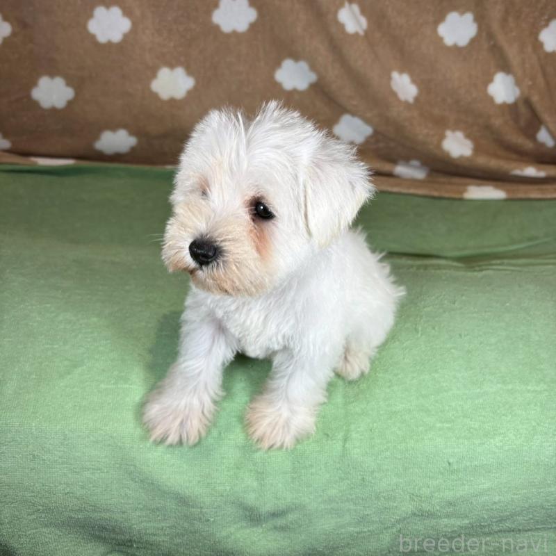 販売中の大阪府のミニチュアシュナウザー-424604の2枚目