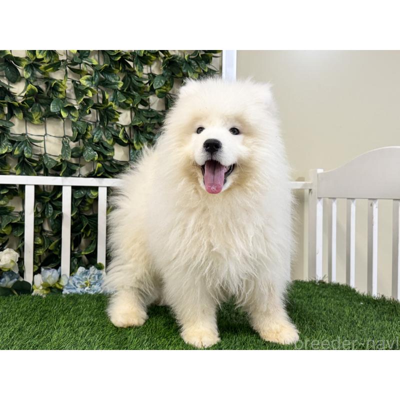 販売中の茨城県のサモエド-417426の5枚目