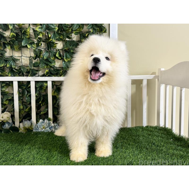 販売中の茨城県のサモエド-417426の4枚目