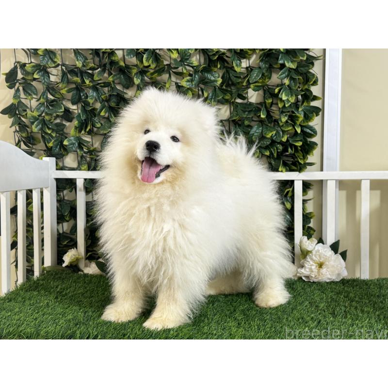 販売中の茨城県のサモエド-417426の3枚目