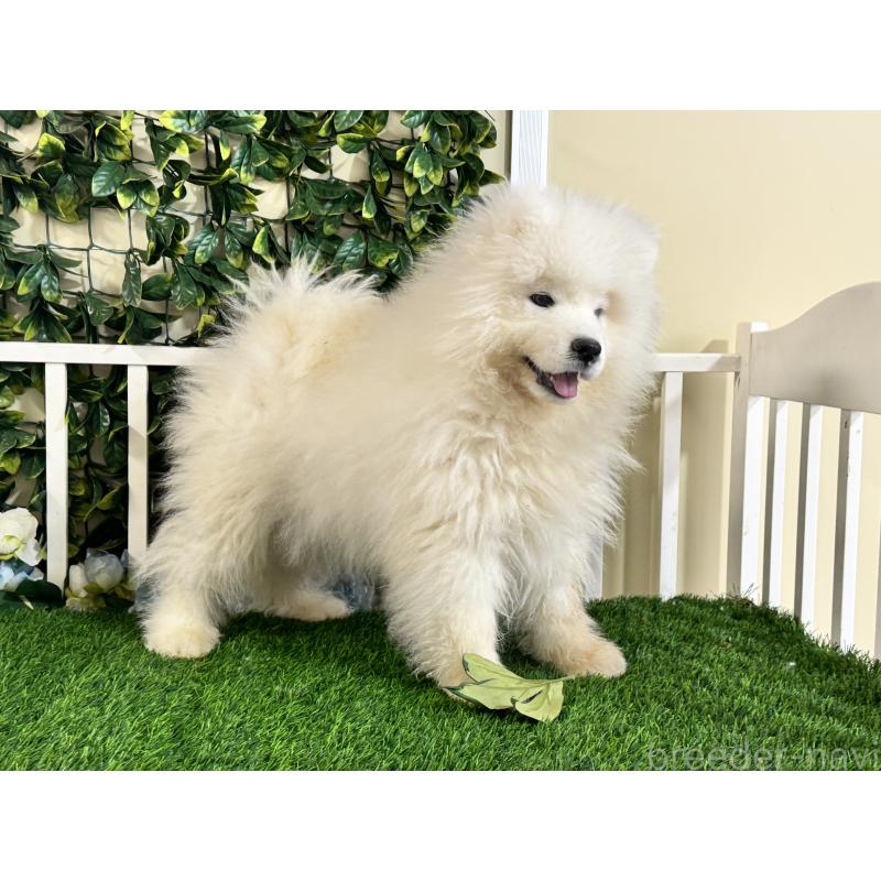 販売中の茨城県のサモエド-417426の2枚目