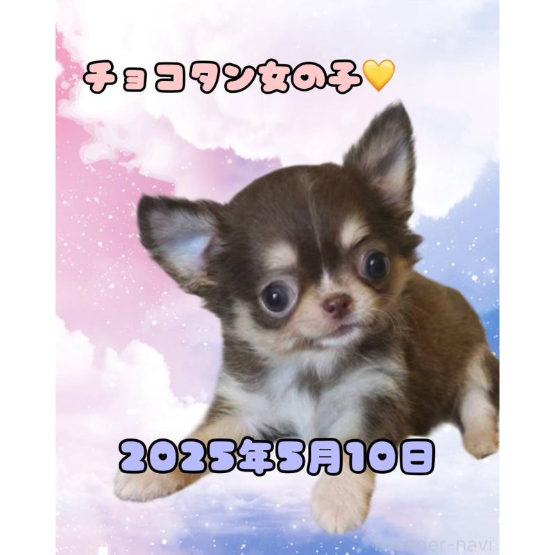 販売中の福岡県のチワワ(ロングコート)-424578の1枚目