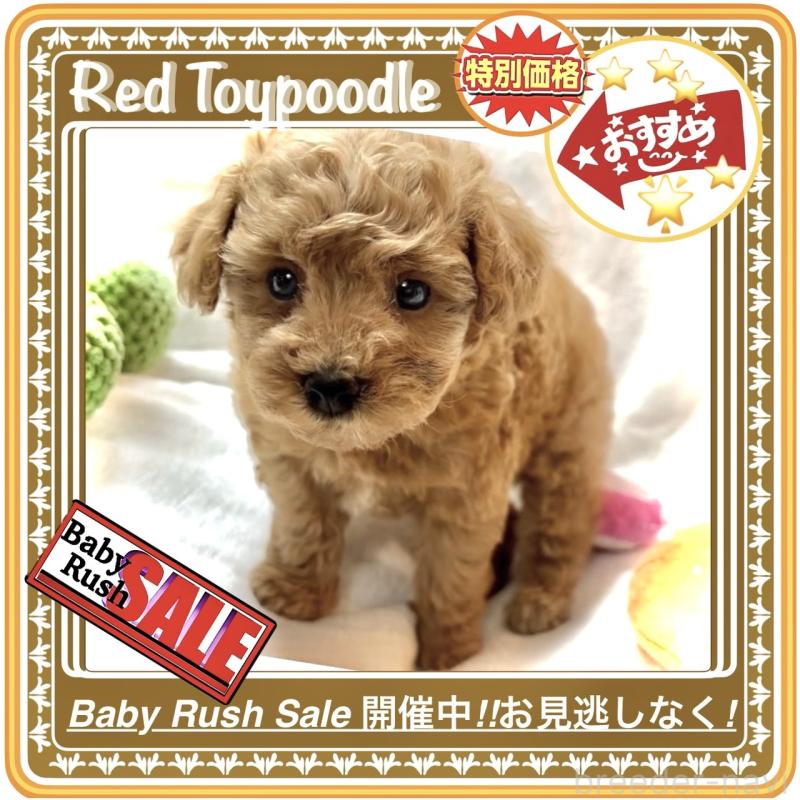 販売中の大阪府のタイニープードル-424582の1枚目